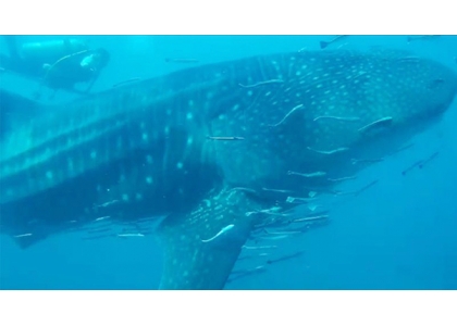 2020–11-23 罗勇海域15米鲸鲨惊艳亮相